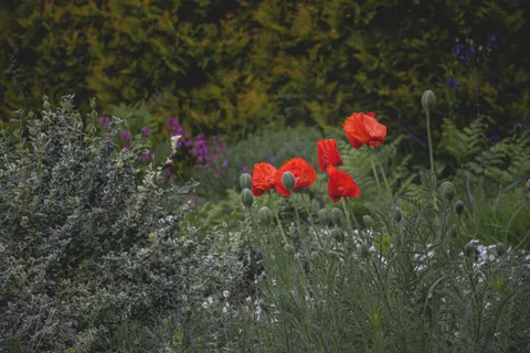 Poppy Field 4K Wallpaper · flowers · 3840×2560