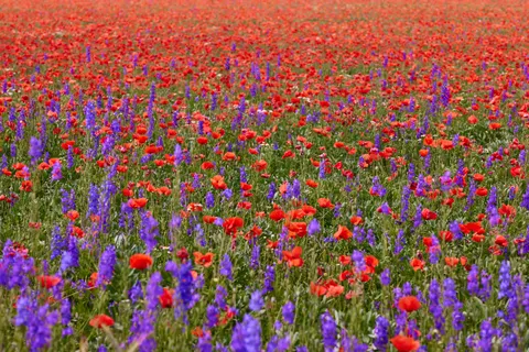 Papel de parede Campo de papoulas 4K · flowers · 3840×2561