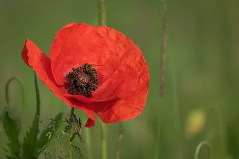 Poppy Field 4K Wallpaper · flowers · 3840×2560