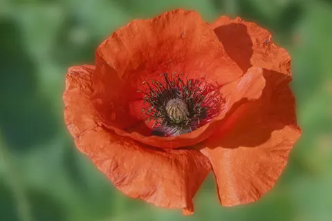 Poppy Field 4K Wallpaper · flowers · 3840×2560