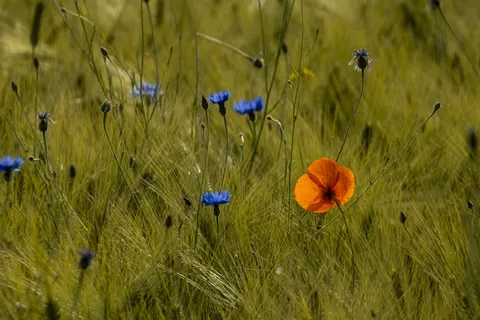 Poppy Field 4K Wallpaper · flowers · 3840×2560