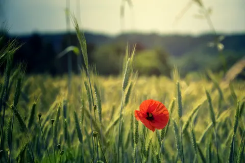 양귀비 밭 4K 배경화면 · flowers · 3840×2560