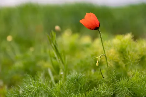 Poppy Field 4K Wallpaper · flowers · 3840×2560