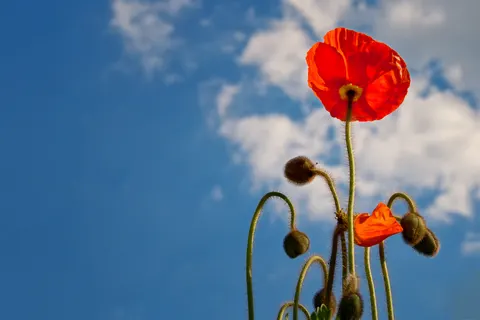 罌粟花田 4K桌布 · flowers · 3840×2560
