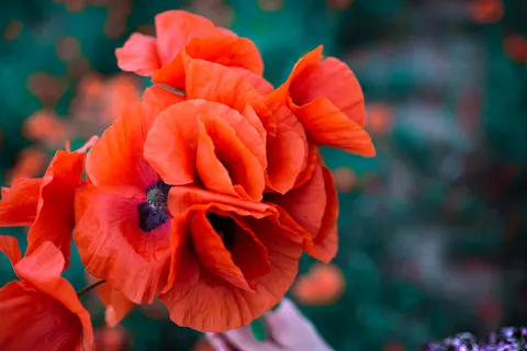 Poppy Field 4K Wallpaper · flowers · 3840×2563