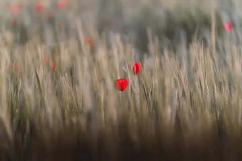 Обои Маковое поле 4K · flowers · 3840×2561