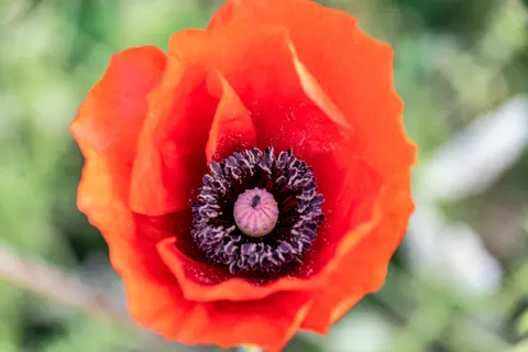 Poppy Field 4K Wallpaper · flowers · 3840×2560