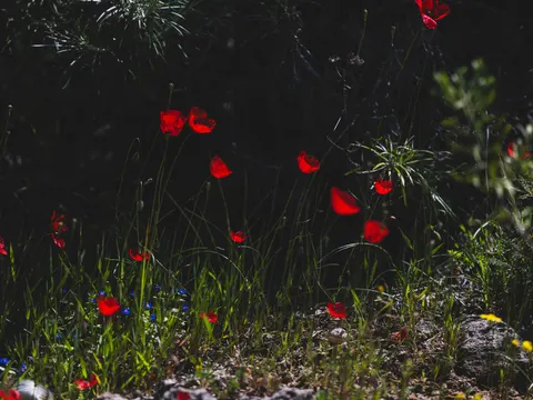 Poppy Field 4K Wallpaper · flowers · 3840×2880