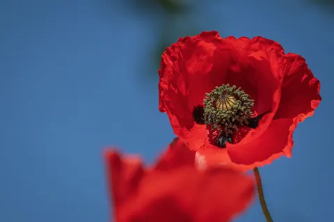 Poppy Field 4K Wallpaper · flowers · 3840×2560