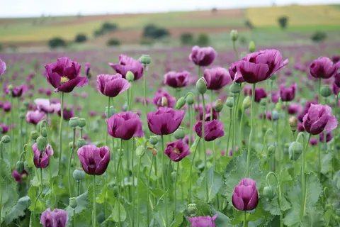 Poppy Field 4K Wallpaper · flowers · 3840×2560