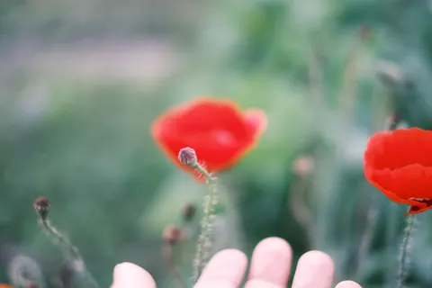 Poppy Field 4K Wallpaper · flowers · 3840×2560