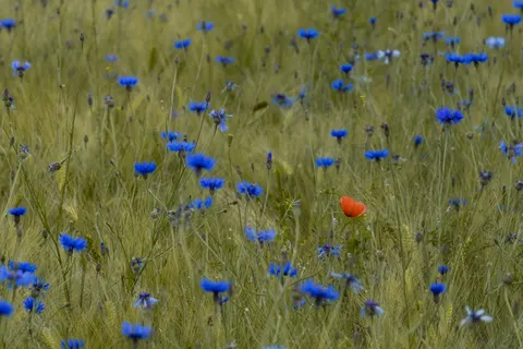 Gelincik Tarlası 4K Duvar Kağıdı · flowers · 3840×2560
