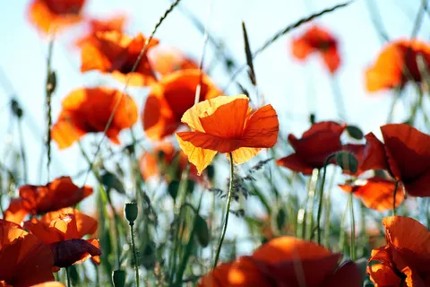 Обои Маковое поле 4K · flowers · 3840×2560