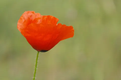 Poppy Field 4K Wallpaper · flowers · 3840×2560