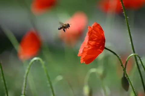 Poppy Field 4K Wallpaper · flowers · 3840×2560
