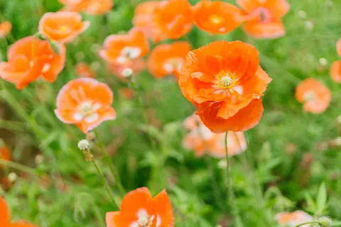 Poppy Field 4K Wallpaper · flowers · 3840×2560