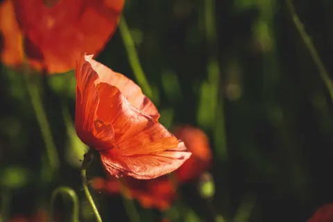 Poppy Field 4K Wallpaper · flowers · 3840×2560
