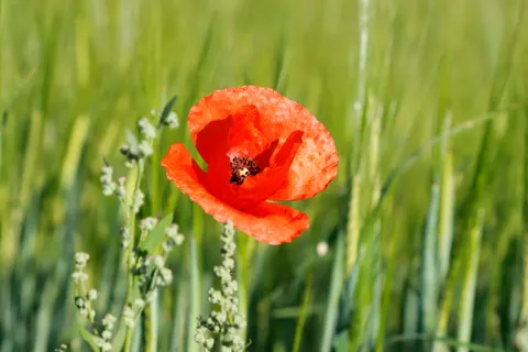 خلفية حقل الخشخاش بدقة 4K · flowers · 3840×2560