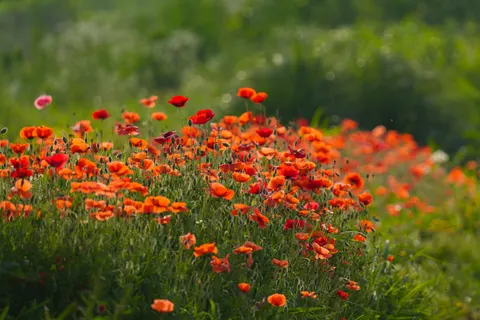 Poppy Field 4K Wallpaper · flowers · 3840×2560