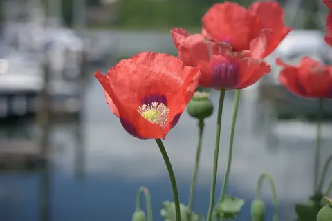 Poppy Field 4K Wallpaper · flowers · 3840×2560