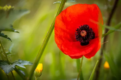 Poppy Field 4K Wallpaper · flowers · 3840×2560