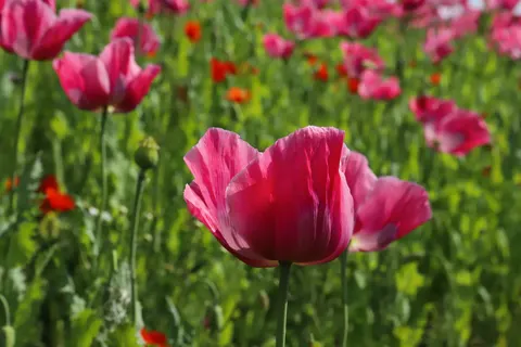Poppy Field 4K Wallpaper · flowers · 3840×2560