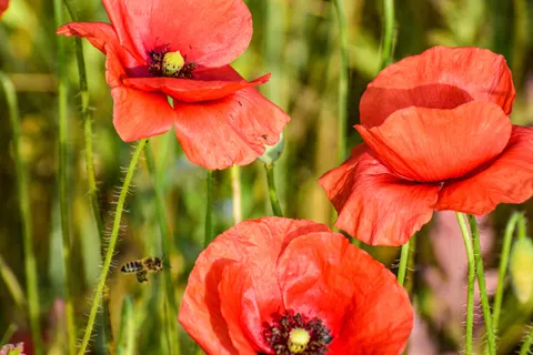 Poppy Field 4K Wallpaper · flowers · 3840×2560