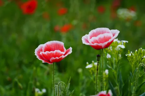 Poppy Field 4K Wallpaper · flowers · 3840×2561
