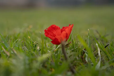 罂粟花田 4K壁纸 · flowers · 3840×2560