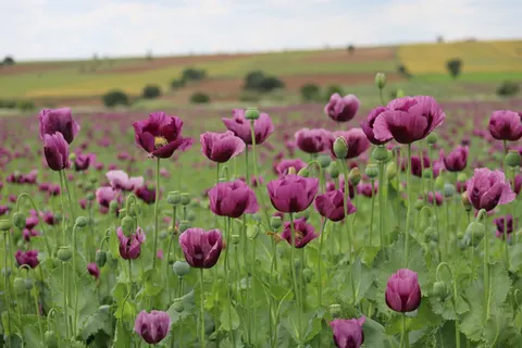 Poppy Field 4K Wallpaper · flowers · 3840×2560