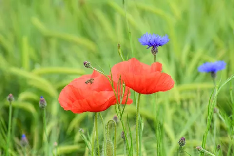 Poppy Field 4K Wallpaper · flowers · 3840×2560