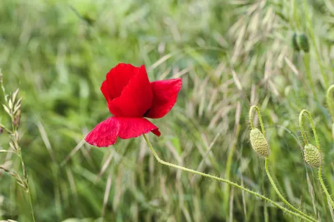 Poppy Field 4K Wallpaper · flowers · 3840×2563