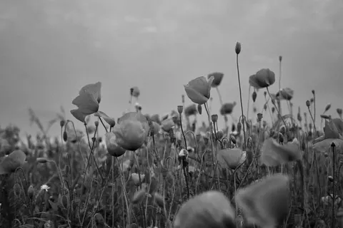 Klaprozenveld 4K-achtergrond · flowers · 3840×2560