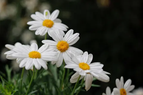 Daisy Field 4K Wallpaper · flowers · 3840×2560