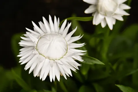 Daisy Field 4K Wallpaper · flowers · 3840×2560