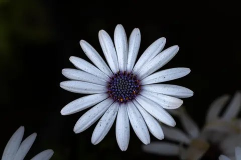 डेज़ी का खेत 4K वॉलपेपर · flowers · 3840×2560