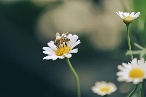 Gänseblümchenfeld 4K Hintergrundbild · flowers · 3840×2560