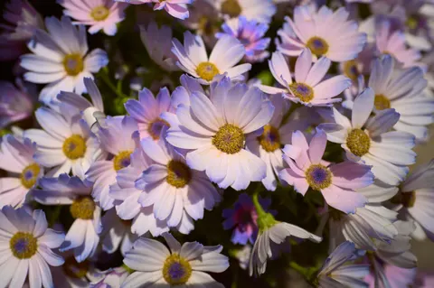 デイジー畑 4K壁紙 · flowers · 3840×2556