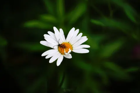 Daisy Field 4K Wallpaper · flowers · 3840×2560