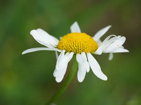 Daisy Field 4K Wallpaper · flowers · 3840×2882