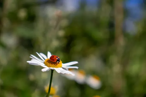 Daisy Field 4K Wallpaper · flowers · 3840×2560