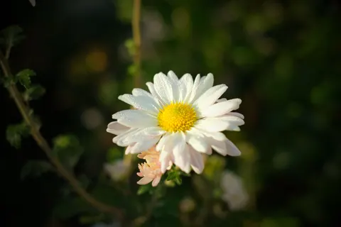 Daisy Field 4K Wallpaper · flowers · 3840×2560