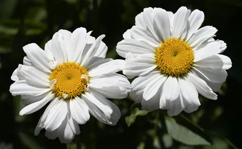 Daisy Field 4K Wallpaper · flowers · 3840×2358