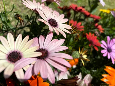 데이지 밭 4K 배경화면 · flowers · 3840×2880