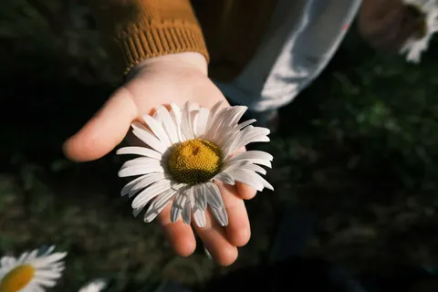 Daisy Field 4K Wallpaper · flowers · 3840×2560