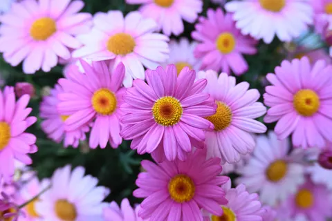 Daisy Field 4K Wallpaper · flowers · 3840×2560
