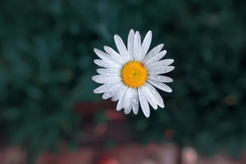 Madeliefjesveld 4K-achtergrond · flowers · 3840×2560