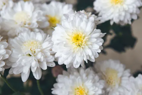 Daisy Field 4K Wallpaper · flowers · 3840×2560
