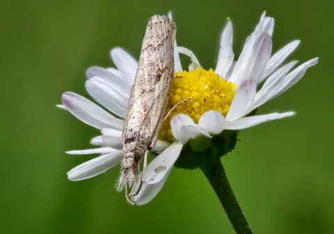 Tapeta Pole stokrotek 4K · flowers · 3840×2696