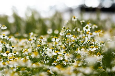 Daisy Field 4K Wallpaper · flowers · 3840×2560